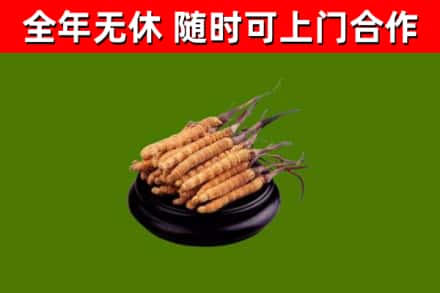 兴安烟酒回收冬虫夏草.jpg